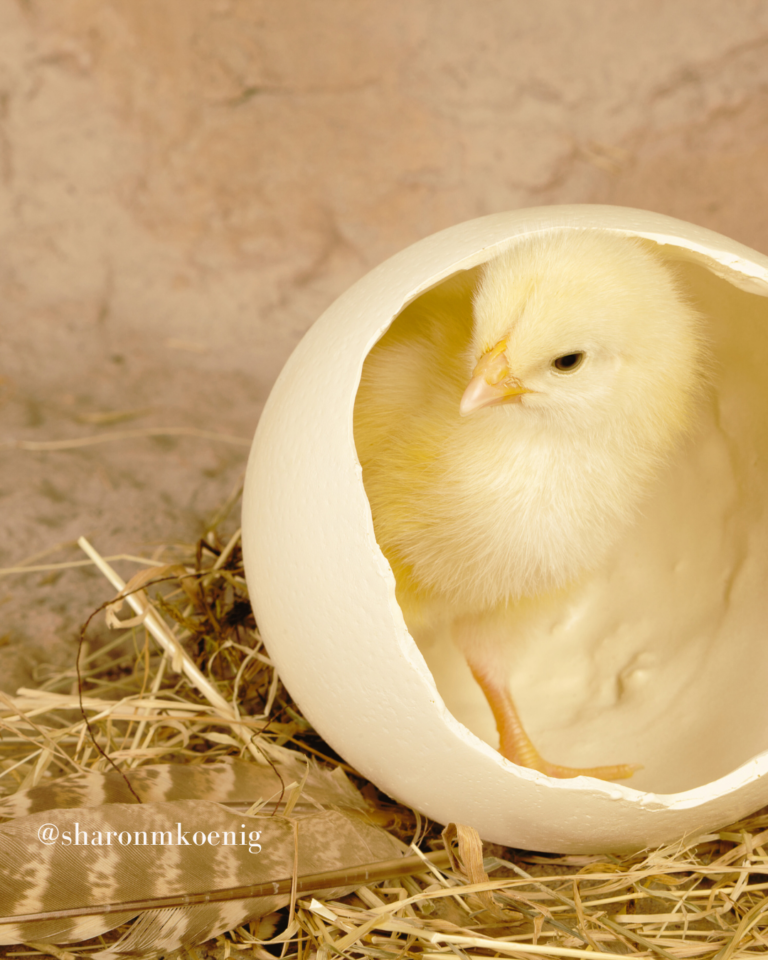 Cómo salir del cascarón